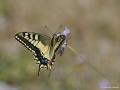 Papilio machaon (Kırlangıçkuyruk)